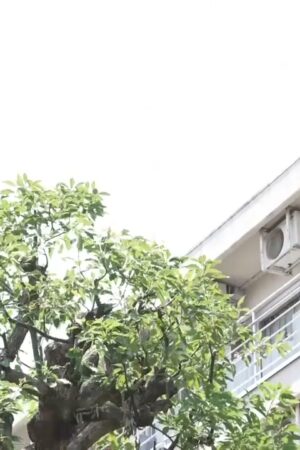 Sumire Kuramoto và JUQ-178: Đỉnh cao đam mê bất tận